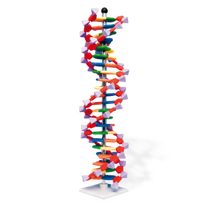 DNA-Doppelhelix-Modell, miniDNA®-Bausatz, 22 Segmente, 1005297 [W19762], Bau und Funktion der DNA