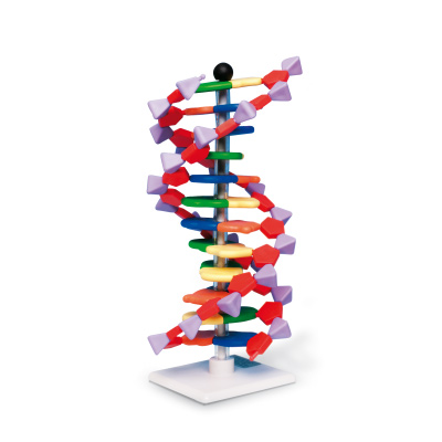 DNA-Doppelhelix-Modell, miniDNA®-Bausatz, 12 Segmente, 1005298 [W19763], Bau und Funktion der DNA