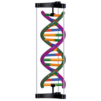 DNA-Doppelhelix-Modell, Schülerbausatz, 1005300 [W19780], Bau und Funktion der DNA