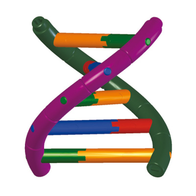 Modelo de hélice dupla de DNA, conjunto do aluno, 1005300 [W19780], Estrutura e função do DNA