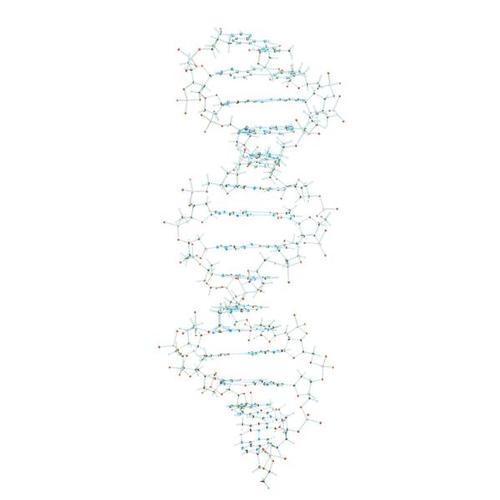 DNA Kit, 1005301 [W19800], Estrutura e fun&ccedil;&atilde;o do DNA