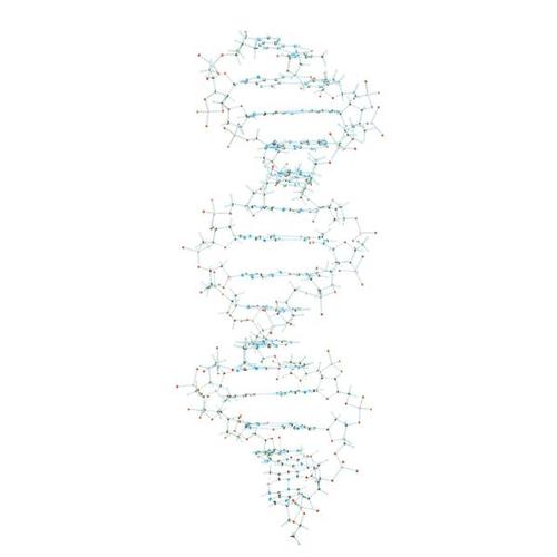 Minit Proview DNA模型, 1005301 [W19800], DNA的结构和功能