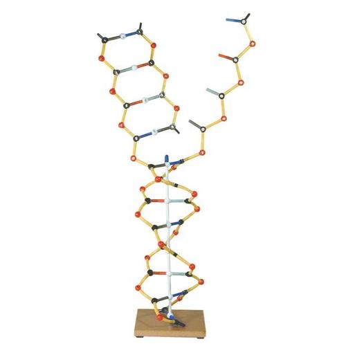 Collection ADN - ARN, 1005302 [W19801], Structure et fonction de l'ADN