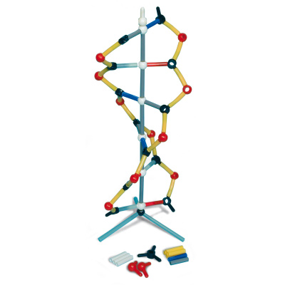 Orbit™: modelo de DNA curta, 1005317 [W19820], Modelo do ADN