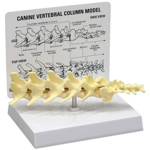Modèle de colonne vertébrale canine en 5 pièces, 1019581 [W33353], Ostéologie