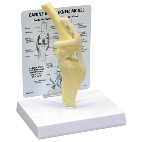 Joelho Canino, 1019576 [W33354], Modelos Animais