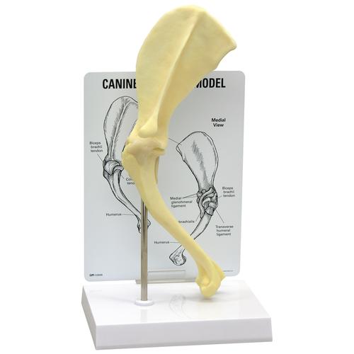 Modelo de hombro canino, 1019580 [W33355], Modelos animales