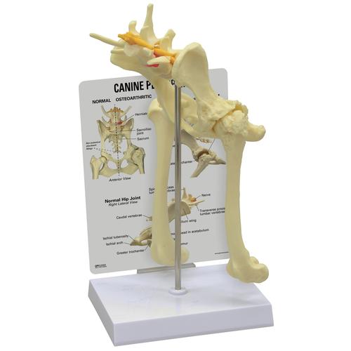 Modelo de Pelve (Quadril) Canina, 1019578 [W33356], Osteologia