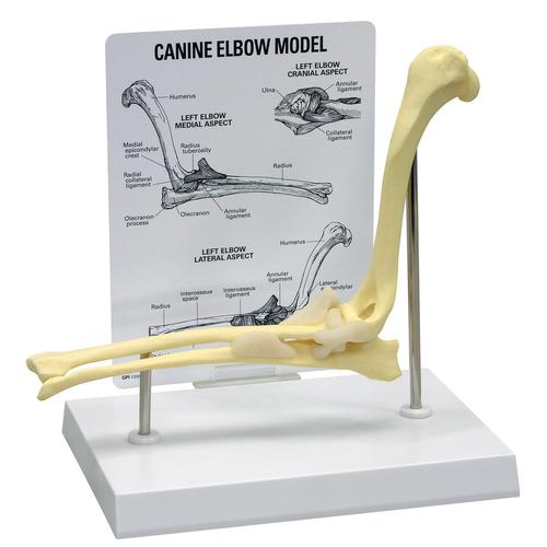 Codo canino, 1019579 [W33357], Modelos animales