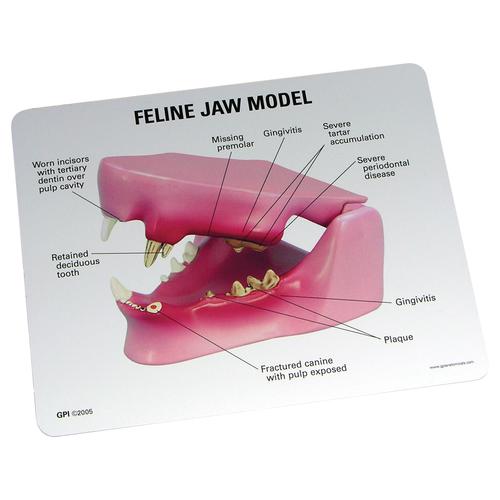 Feline Jaw Model, 1019589 [W33359], 动物病
