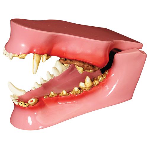 Canine Jaw Model, 1019591 [W33360], Animal Models
