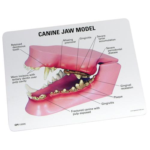 modelo de mandíbula canina, 1019591 [W33360], Estomatología