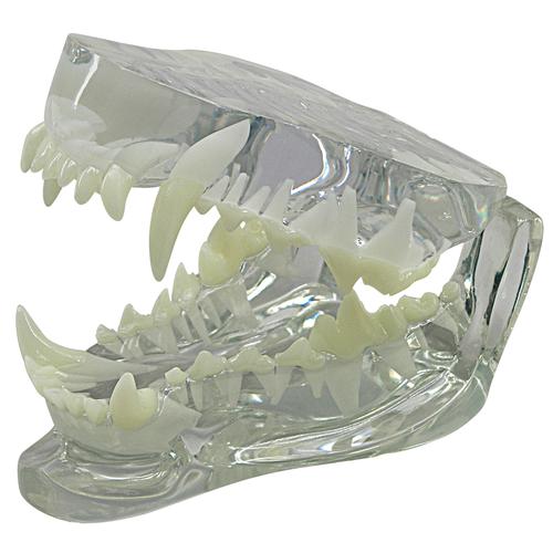 Modelo de mandíbula canina transparente, 1019592 [W33361], Estomatología