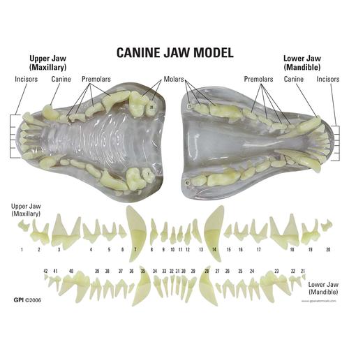Модель челюсти собаки - Прозрачная, 1019592 [W33361], Зоологические заболевания