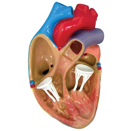 Комплект из 3-х мини-моделей сердца, 1019530 [W33365], Модели сердца и сосудистой системы