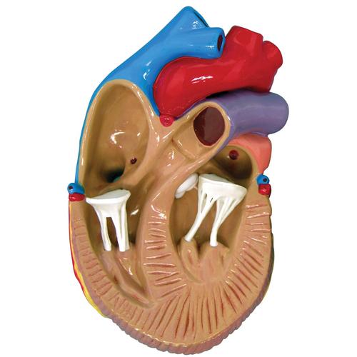 Set mini da 3 modelli di cuore, 1019530 [W33365], Modelli di Cuore e Apparato Circolatorio