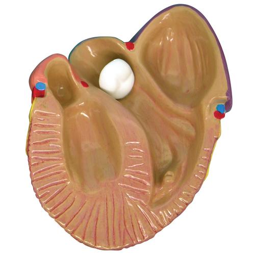 3-Mini Heart Model Set, 1019530 [W33365], Human Heart Models
