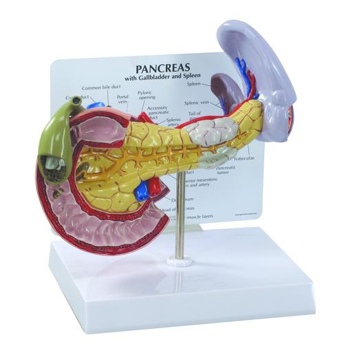 Модель поджелудочной железы, 1019553 [W33367], Модели пищеварительной системы человека
