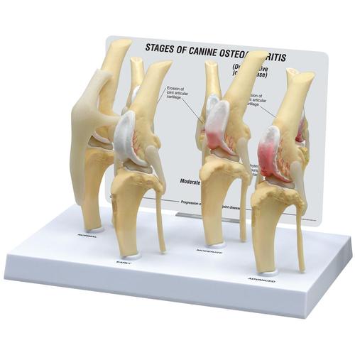 Osteoarthritis-Kniemodell eines Hundes, Normal + 3 Erkrankungen, 1019577 [W33373], Tiermodelle
