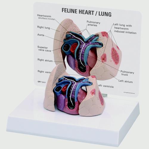 Feline Heart And Lung Model, 1019584 [W33375], Zoological Diseases