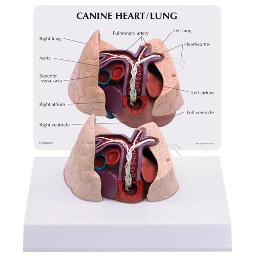 Модель сердца и легких собаки, 1019586 [W33376], Анатомия животных