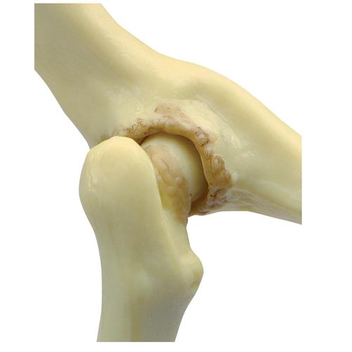 Modèle de hanche féline, 1019587 [W33377], Ostéologie