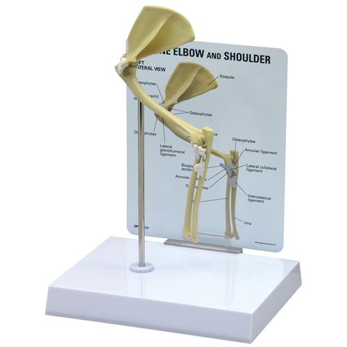 Modelo de Cotovelo-Ombro Felino, 1019588 [W33378], Osteologia