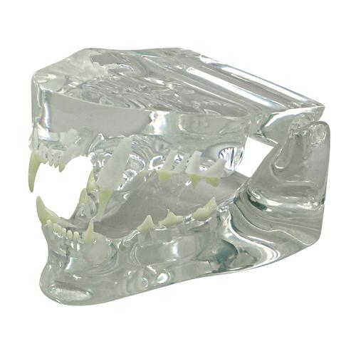 Modelo de mandíbula felina transparente, 1019590 [W33379], Estomatología