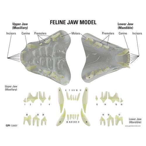 Feline Jaw- Clear Model, 1019590 [W33379], Animal Models