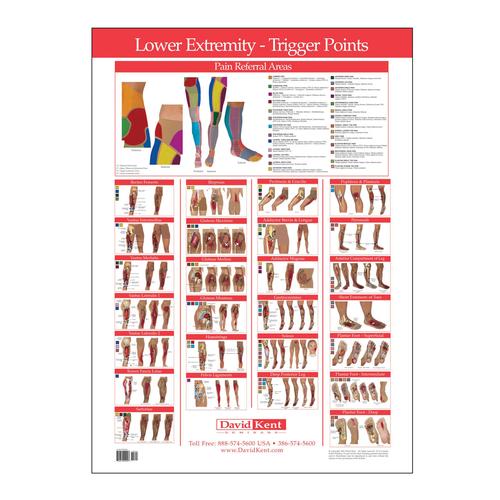 Trigger Point Chart Lower Extremity, W41172LE, Therapy Books