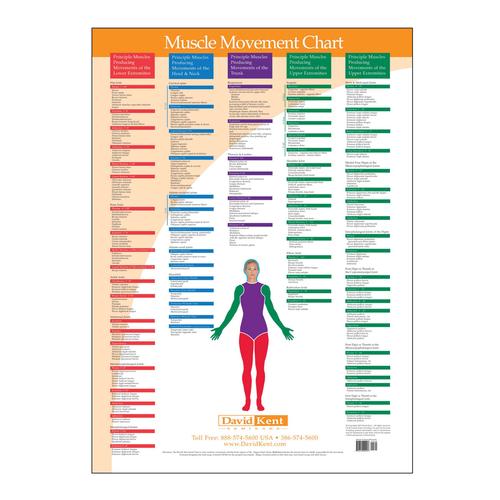 Trigger Point Chart Muscle Movement, W41172MM, Acupuntura
