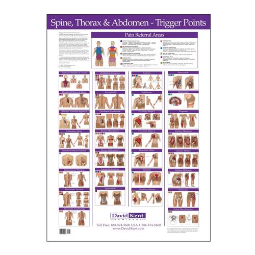 Trigger Point Chart Spine, Thorax and Abdomen, W41172ST, Therapy Books