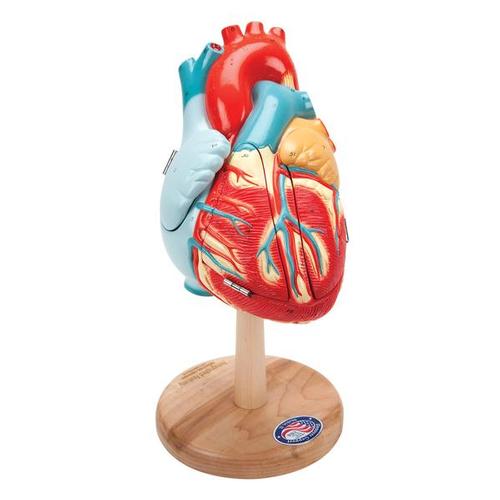 Heart of America™, 2 veces su tamaño natural, 1005529 [W42504], Modelos de Corazón