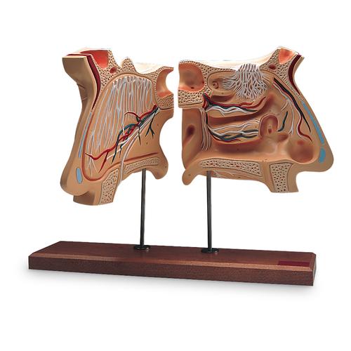 Nose and Olfactory Organ Model, 4 times full-size, 1005531 [W42506], Ear Models