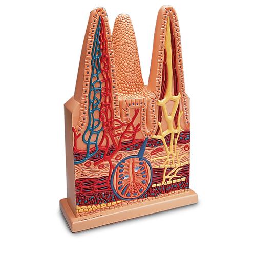 Intestinal Villi, 100 times life size, 1005532 [W42507], Digestive System Models