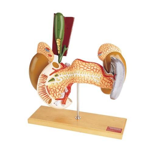 체내기관 내분비모형 Internal Organs, 2 part, 1005534 [W42509], 소화기 모형
