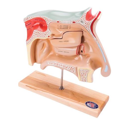 Modelo de explicación de endoscopia del seno, 2 piezas - inglés, 1005542 [W42525], Modelos de Oído, Laringe y Nariz