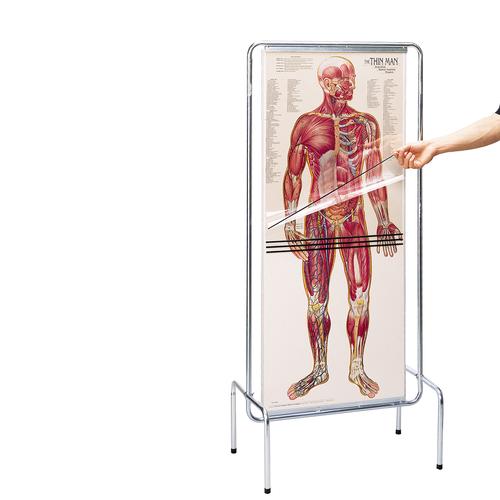 Набор прозрачных анатомических плакатов "Человек", 1005548 [W42532], Плакаты по опорно-двигательному аппарату человека