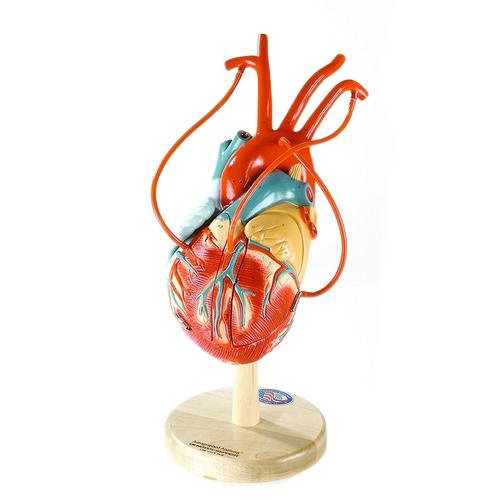 Novo Coração da América PLUS com vasos de Bypass Coronário, 1018273 [W42571], Modelo de coração e circulação