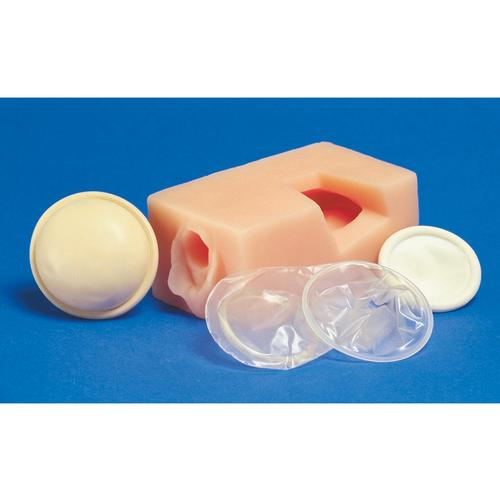 Modelo de contracepci&oacute;n en pelvis femenina, 1017935 [W43079], Educaci&oacute;n sexual