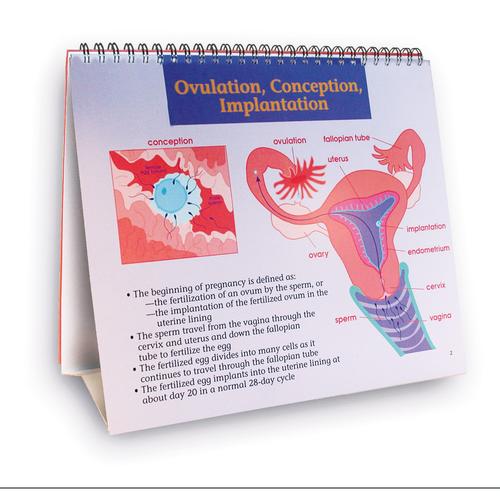 Understanding Birth Control, 1018279 [W43084], 성교육