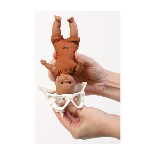 Mini Model Set: Pocket Uterus, Baby, and Pelvix (6 Pieces), 1018407 [W43092], 육아교육