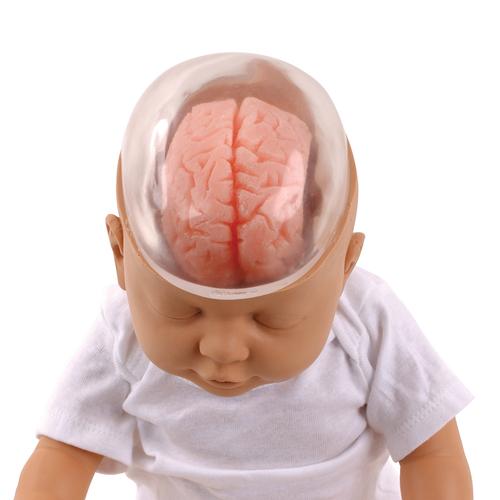 婴儿摇晃综合征（SBS）展示模型, 1017928 [W43117], 新生儿患者护理