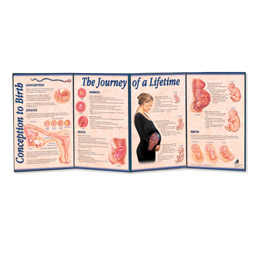 Conception to Birth - The Journey of a Lifetime Folding Display, 3004695 [W43151], Pregnancy and Childbirth Education