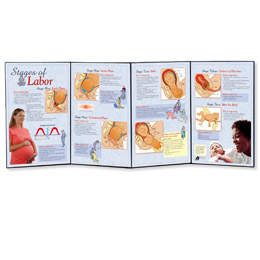 Stages of Labor Folding Display, 3004698 [W43155], Pregnancy and Childbirth Education