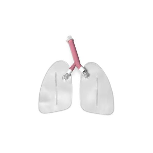 Pulmones, 1005607 [W44053], Gestión de las vías respiratorias del adulto