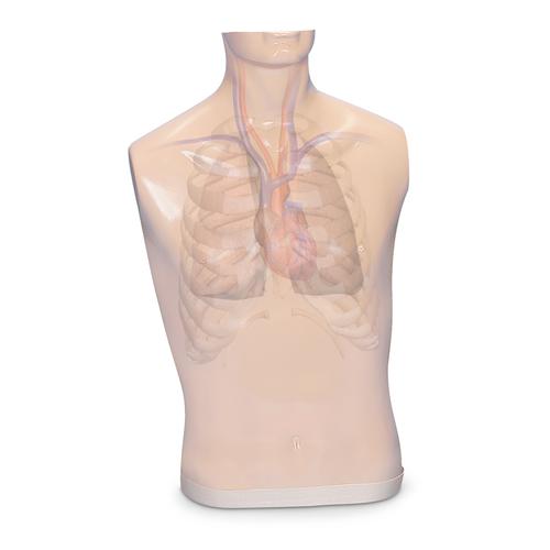 Additional Body for Auscultation Trainer and Smartscope, 1005644 [W44121], Auscultation