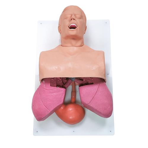 Adult Airway Management Trainer, 1005774 [W44668], Airway Management Adult