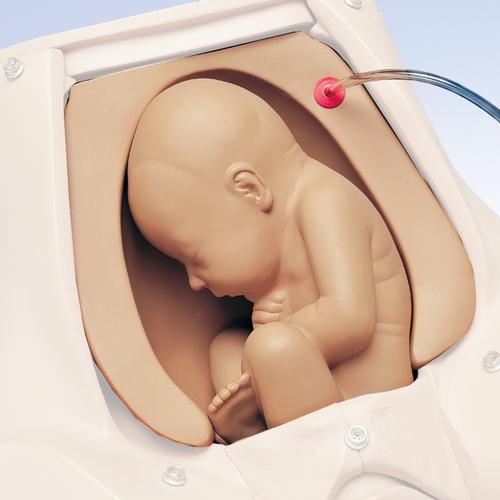 孕妇腹部触诊训练模块--, 1005823 [W45150], 选项