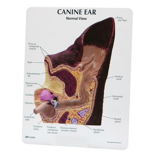 Modelo de oído canino – Normal / Infectado, 1019593 [W47850], Enfermedades Zoológicas